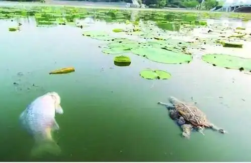 云中科技申请纳米气泡与水生生物联合修复水体生态系统方法专利,实现对复杂污染水体的高效长期稳定修复